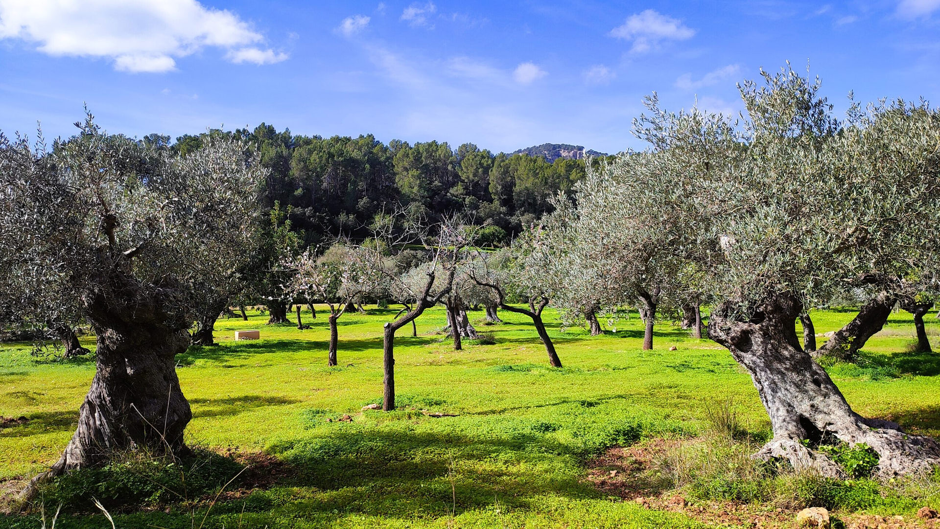 IMG_20250215_115048-scaled